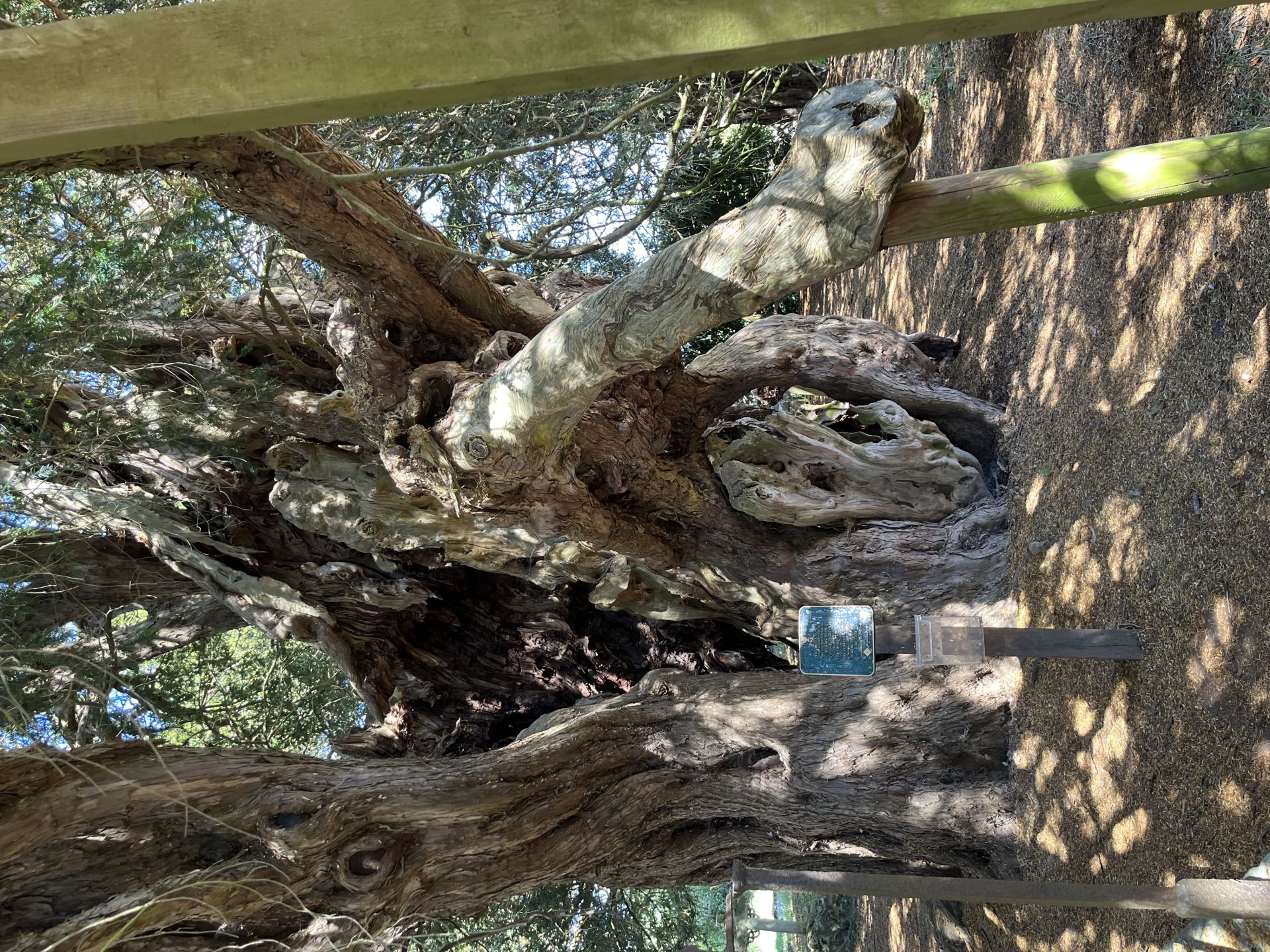 Ancient Yew tree